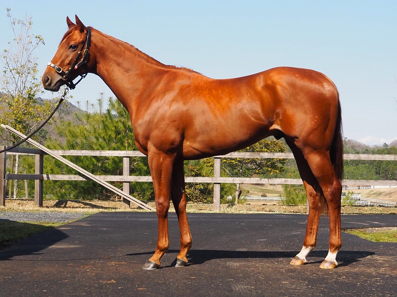 画像サムネイル