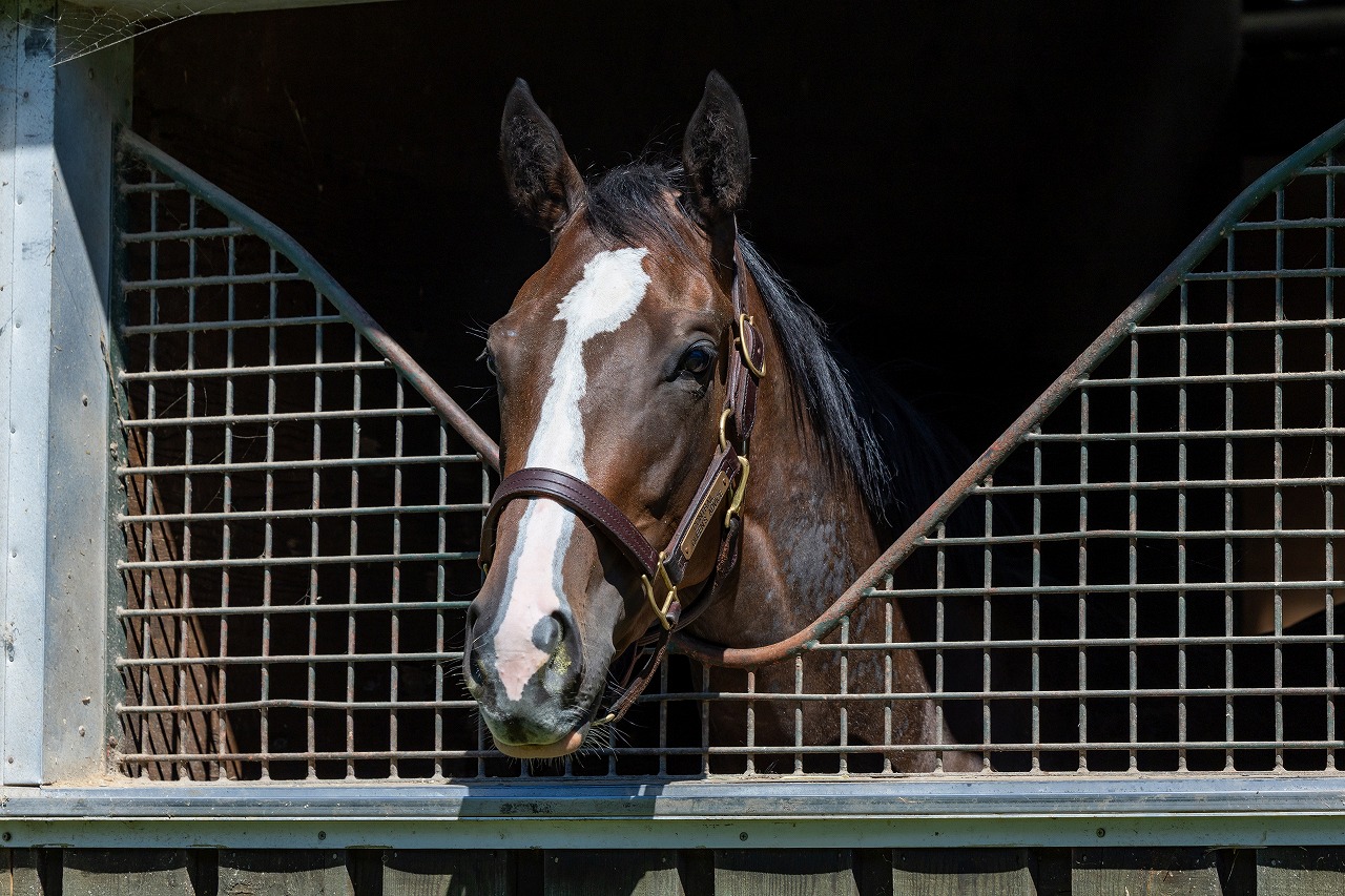 画像サムネイル