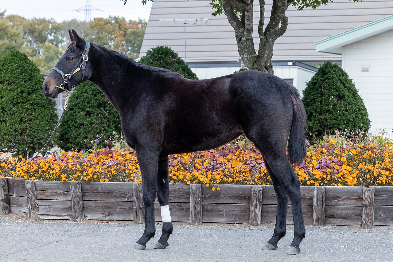 画像サムネイル