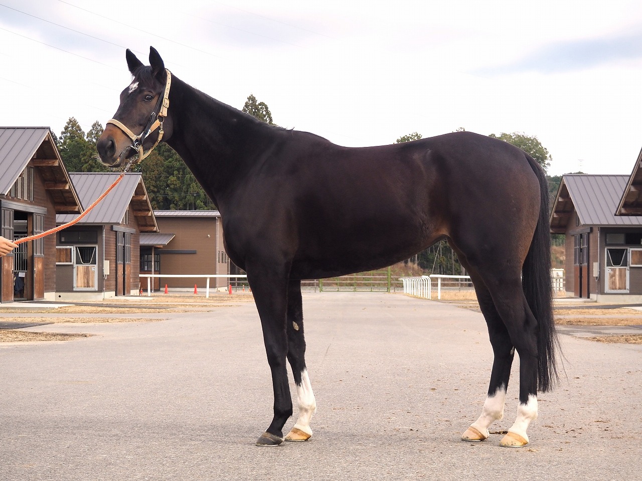 画像サムネイル