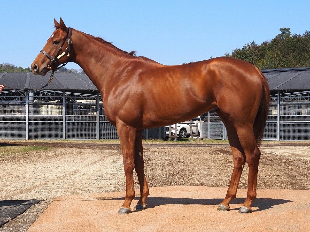 画像サムネイル