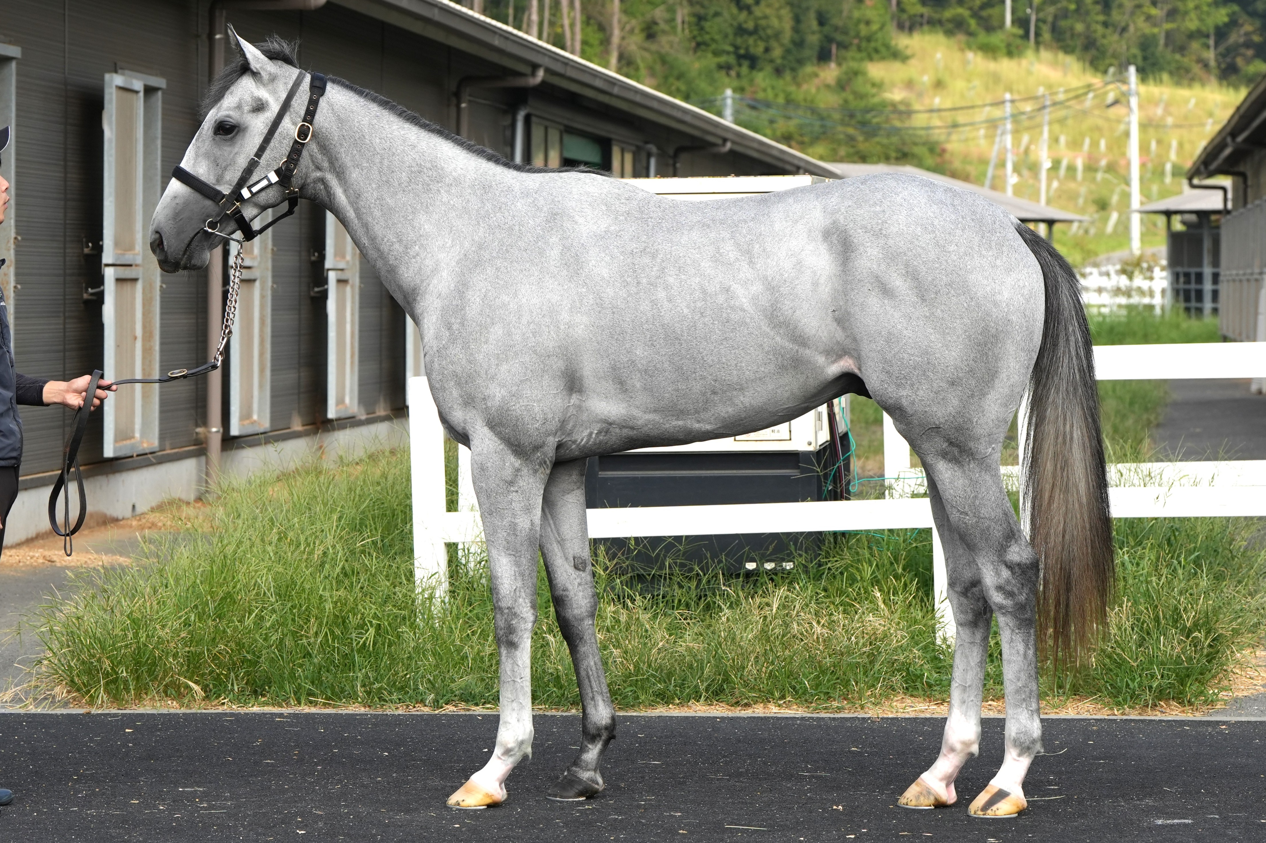 画像サムネイル