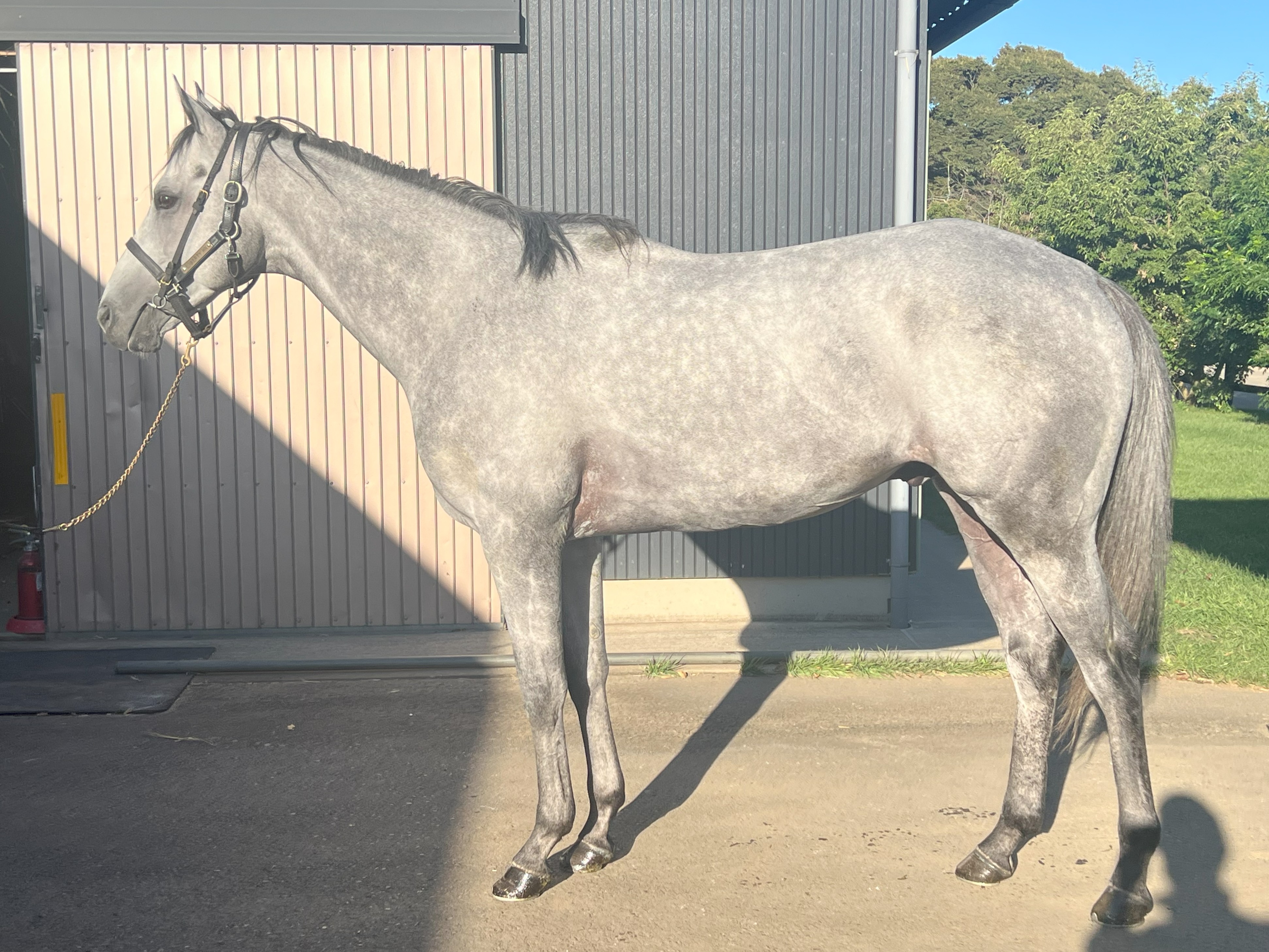 画像サムネイル