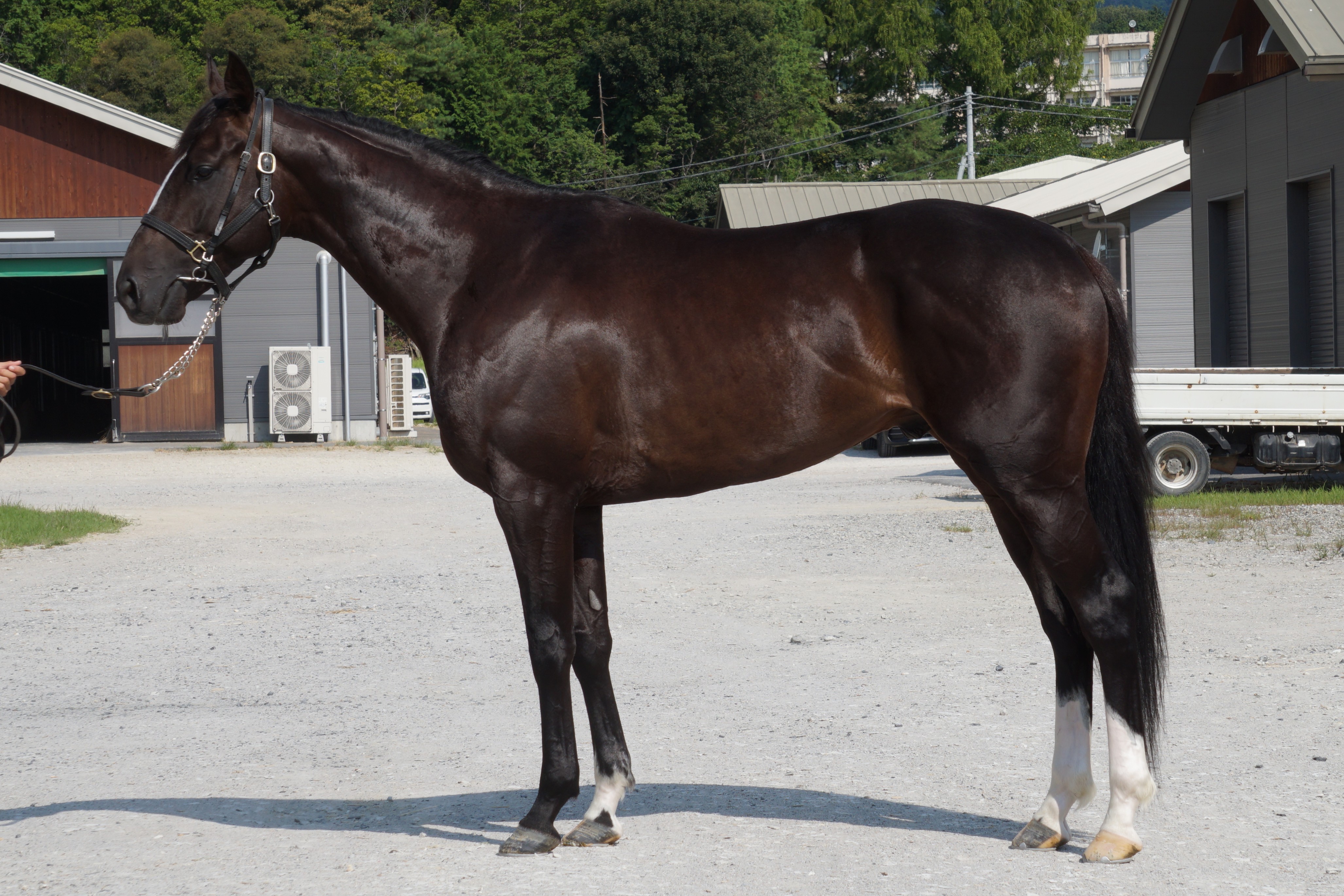 画像サムネイル