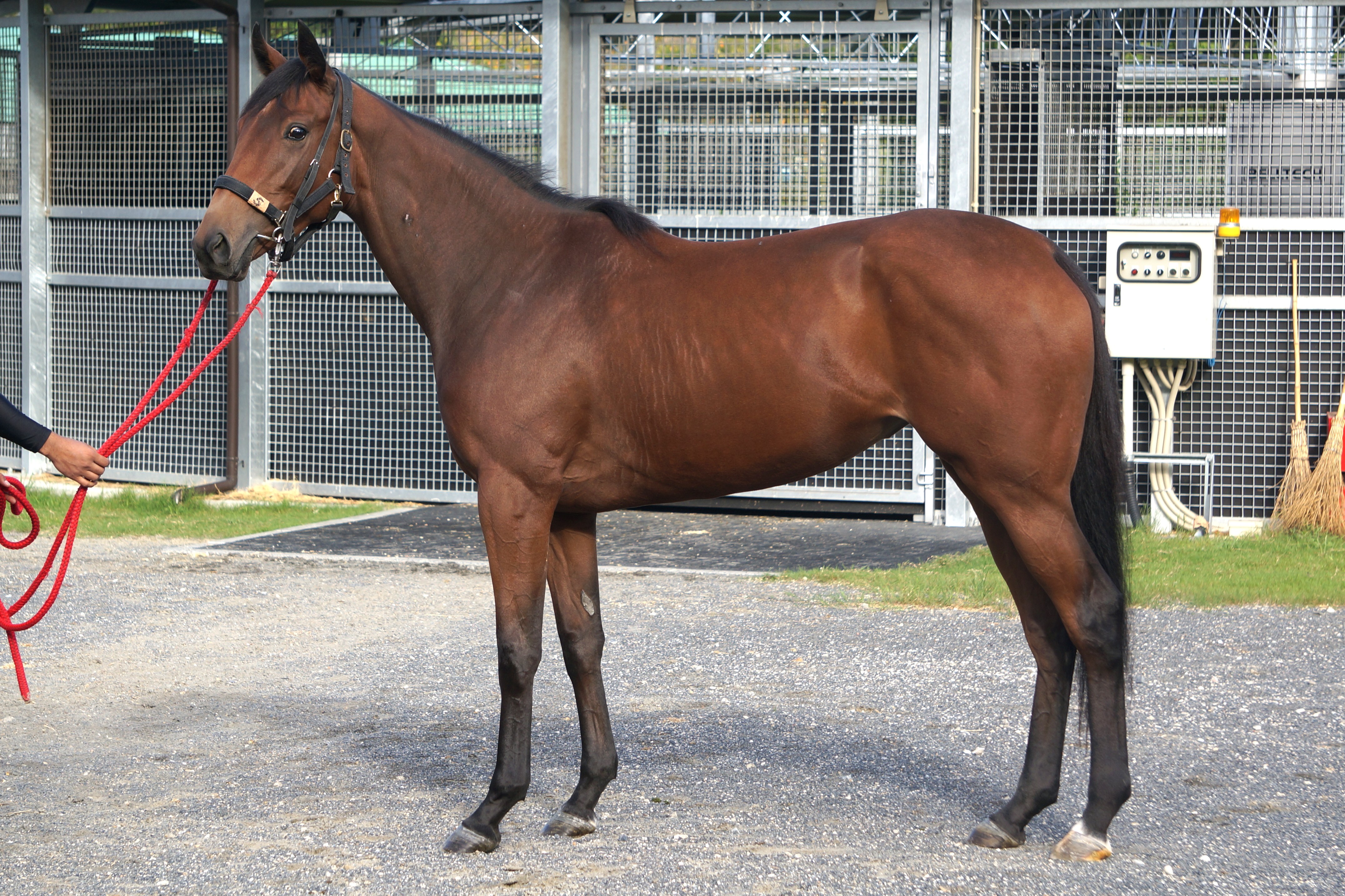 画像サムネイル