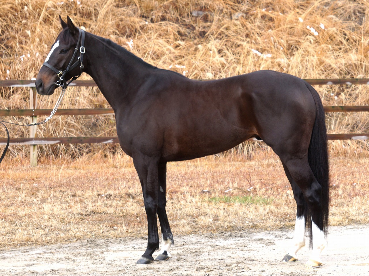 画像サムネイル