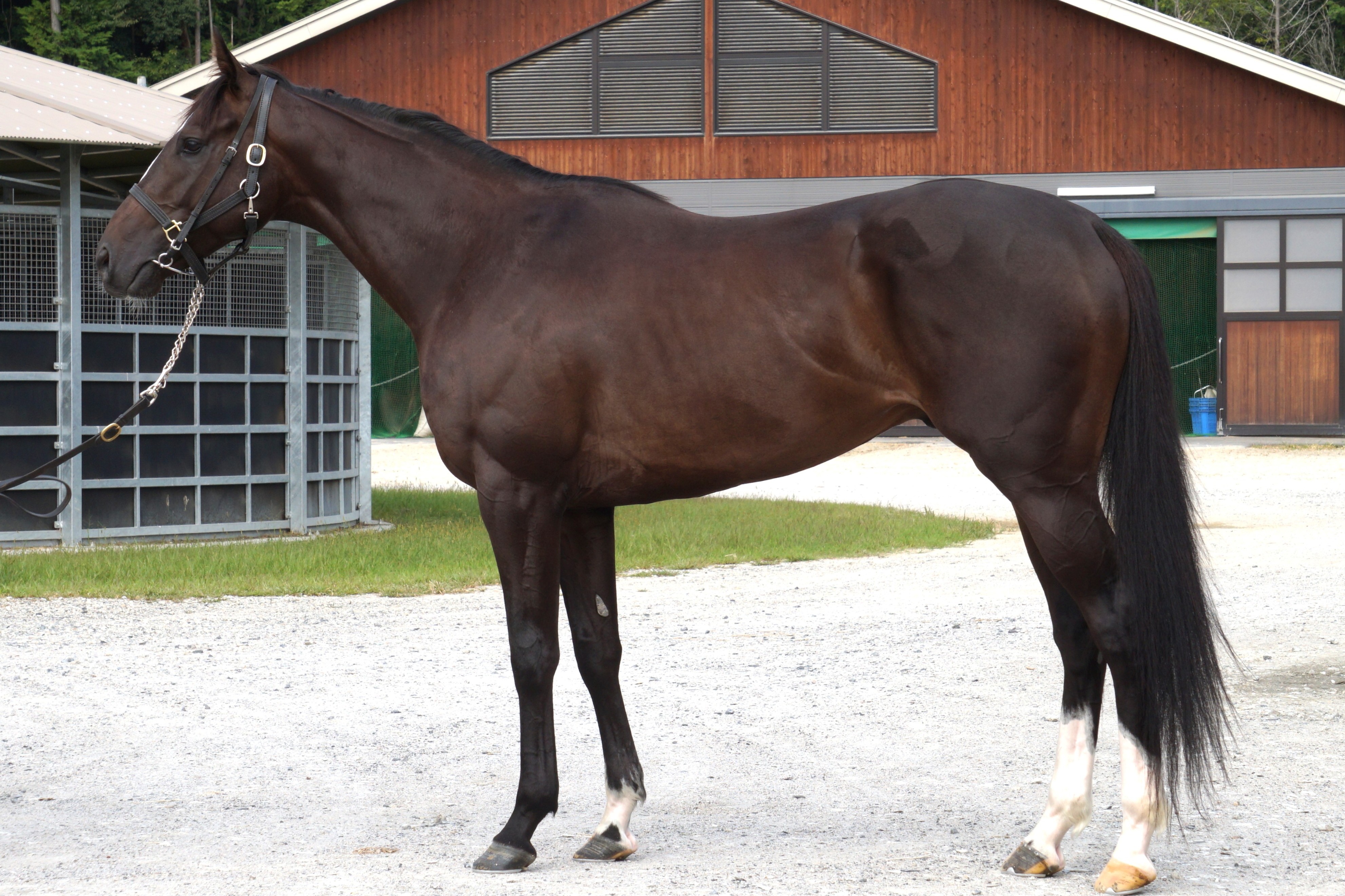 画像サムネイル