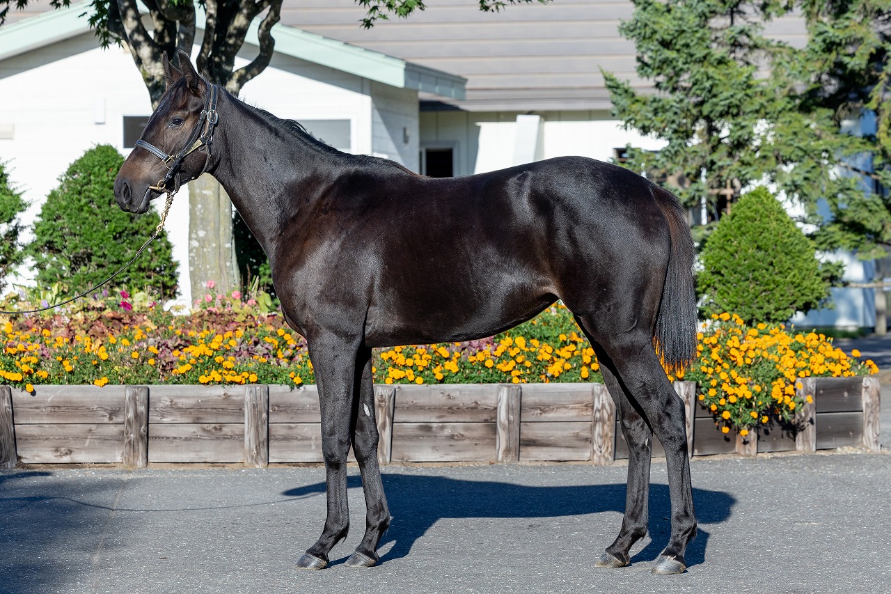 画像サムネイル