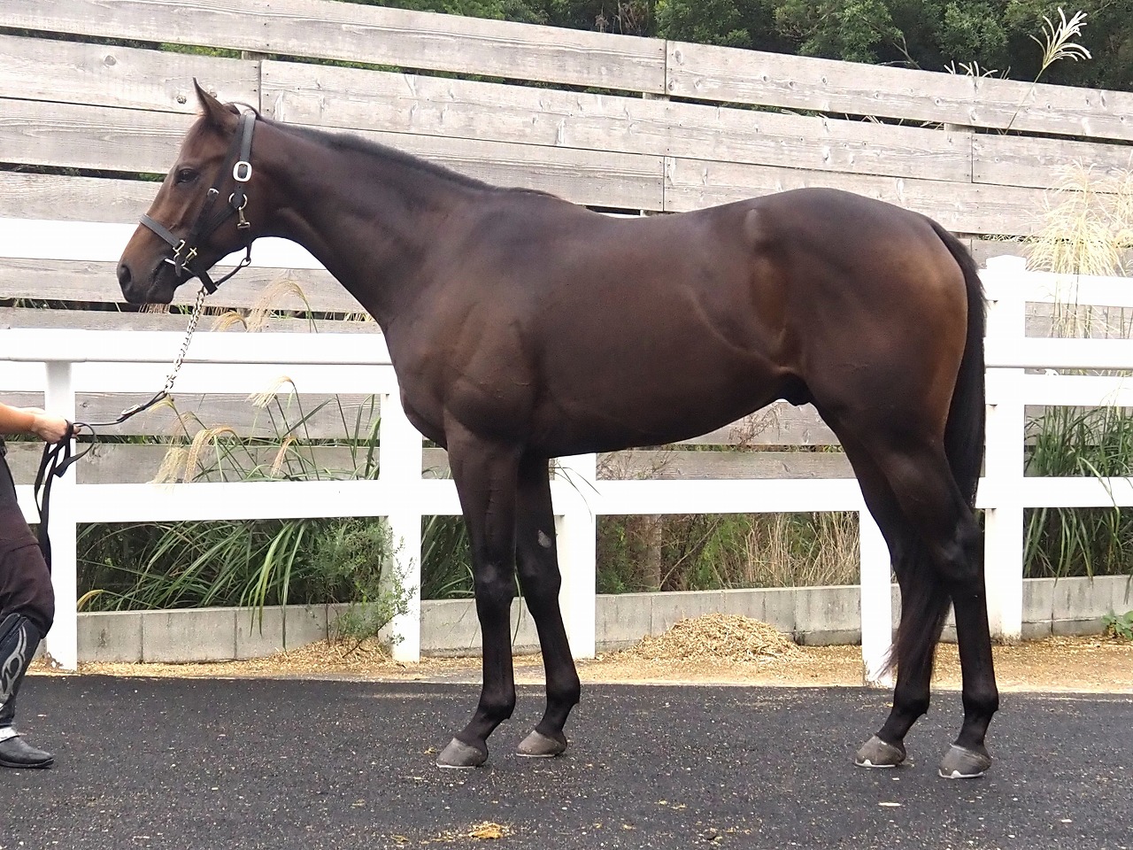 画像サムネイル