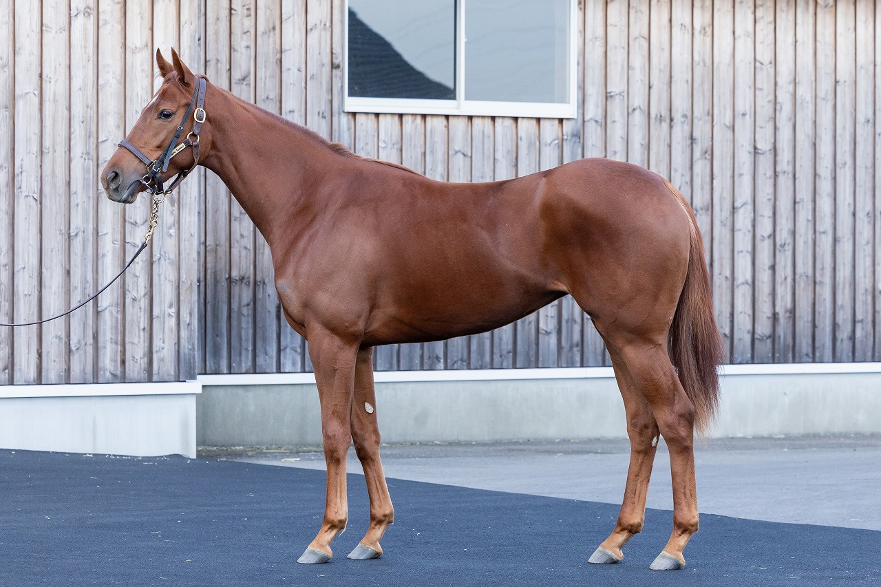 画像サムネイル