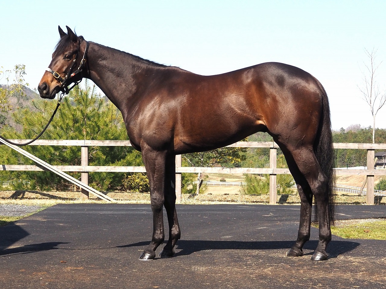 画像サムネイル