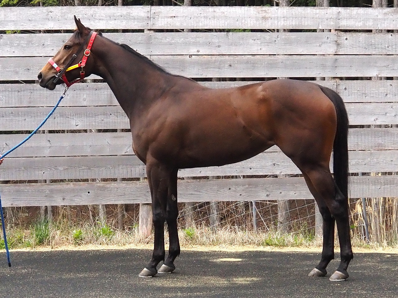 画像サムネイル