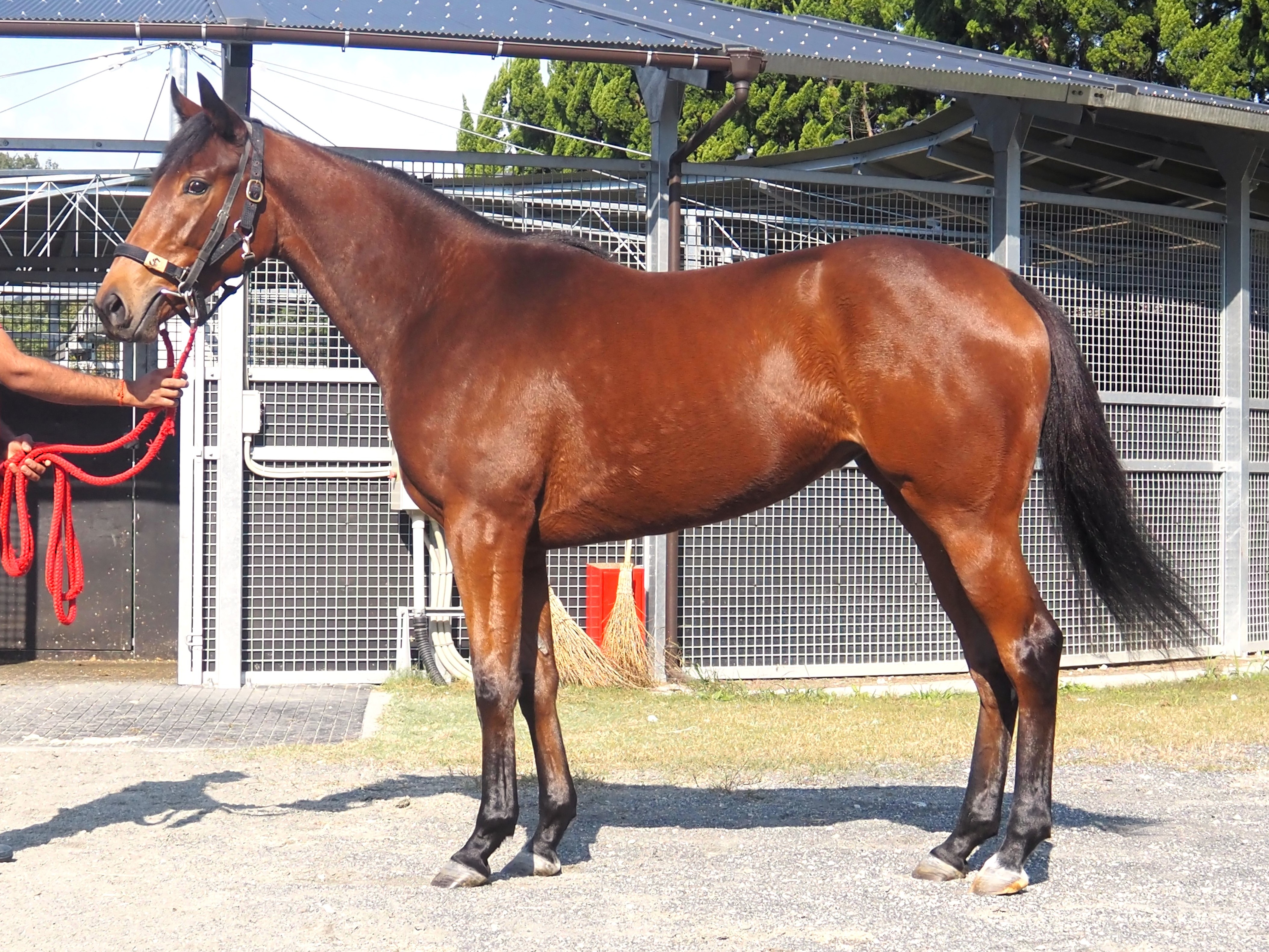 画像サムネイル