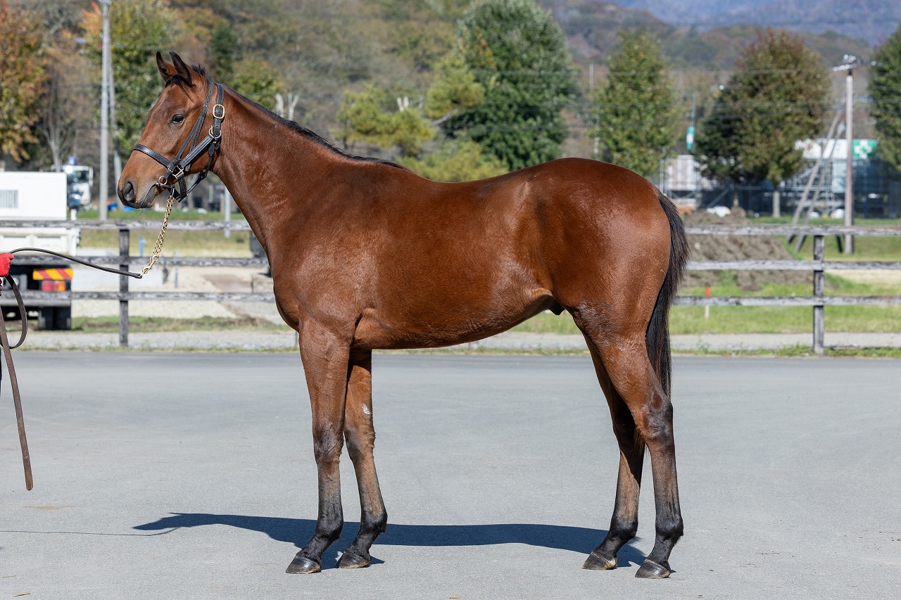 画像サムネイル