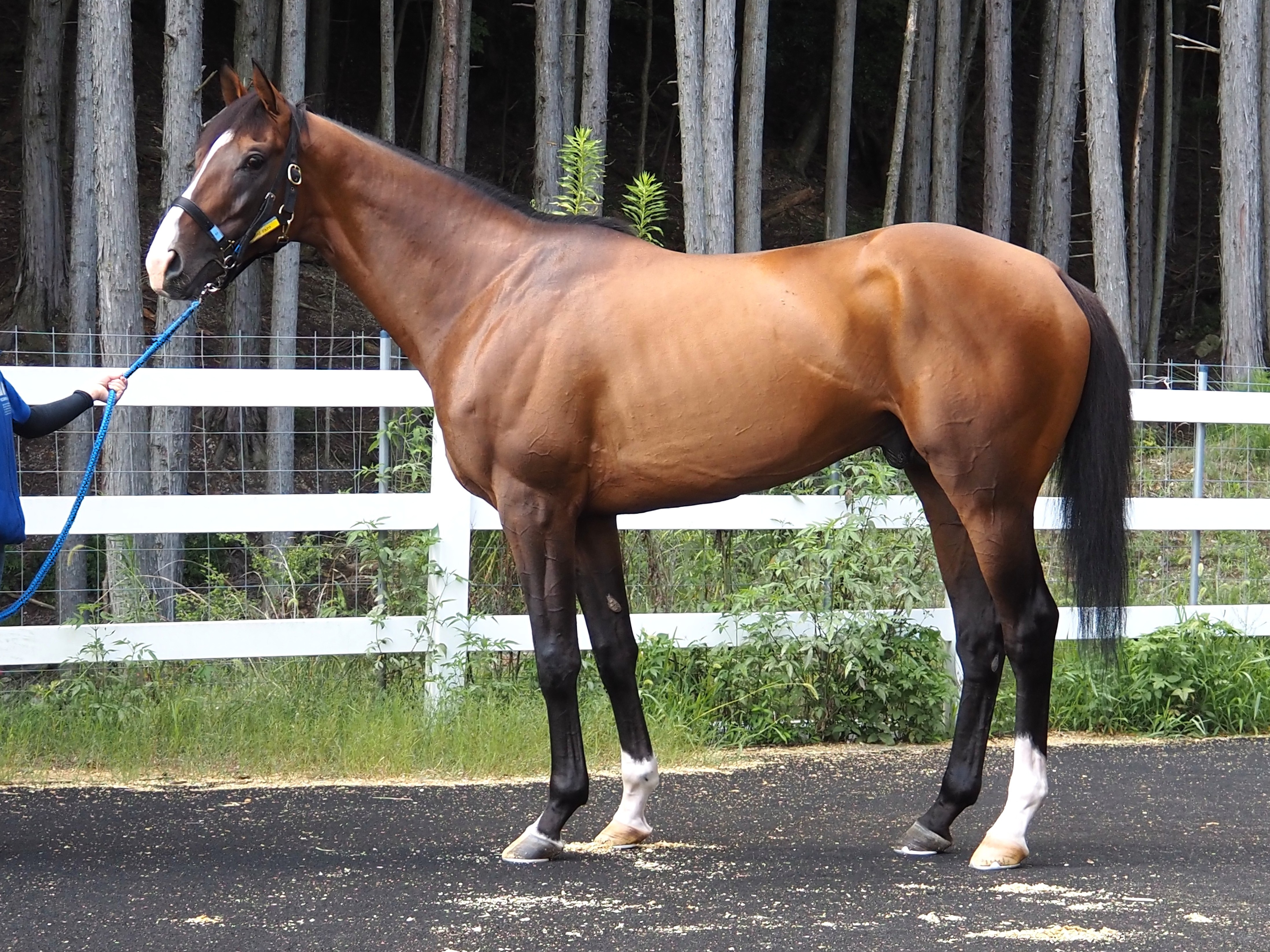 画像サムネイル