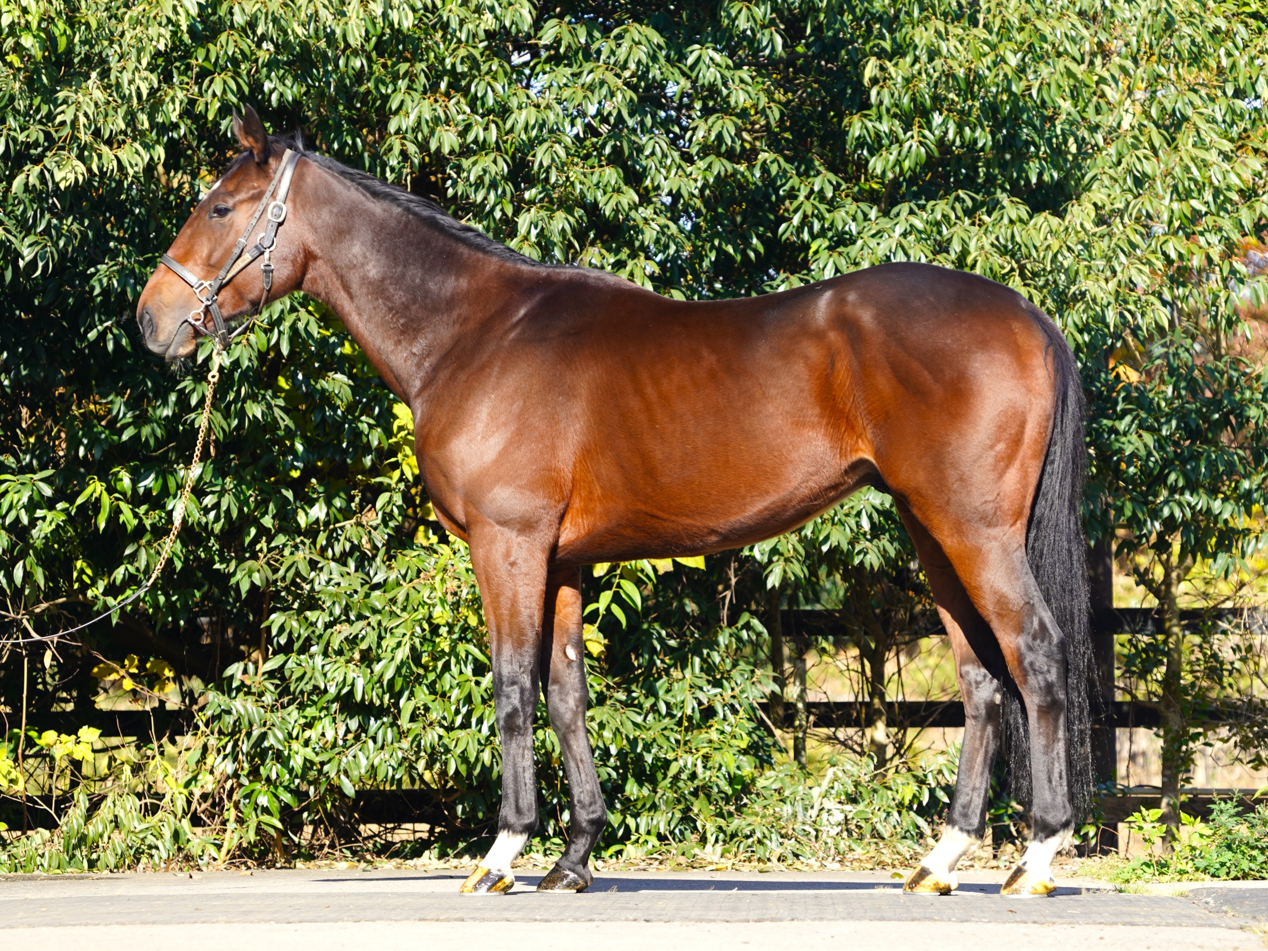 画像サムネイル