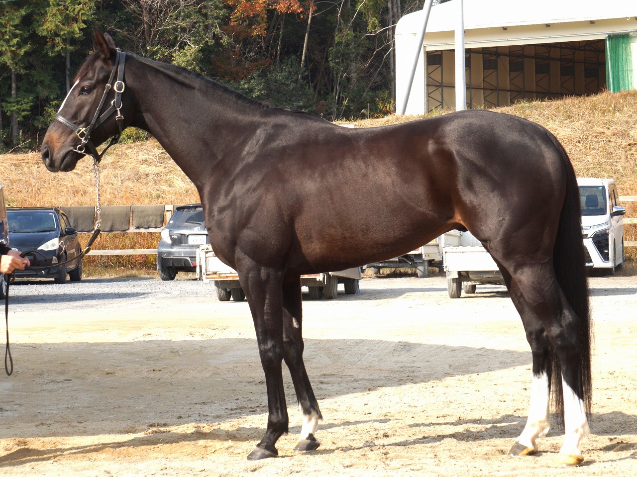 画像サムネイル