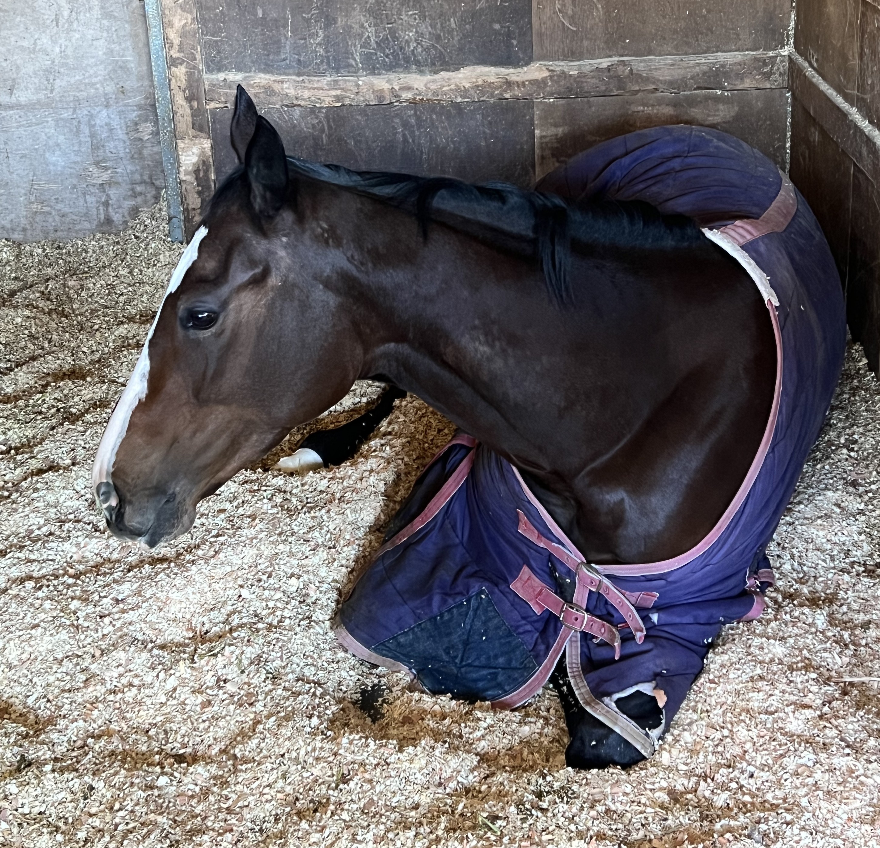 画像サムネイル