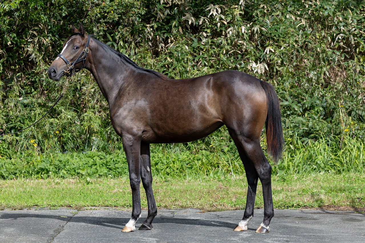 画像サムネイル