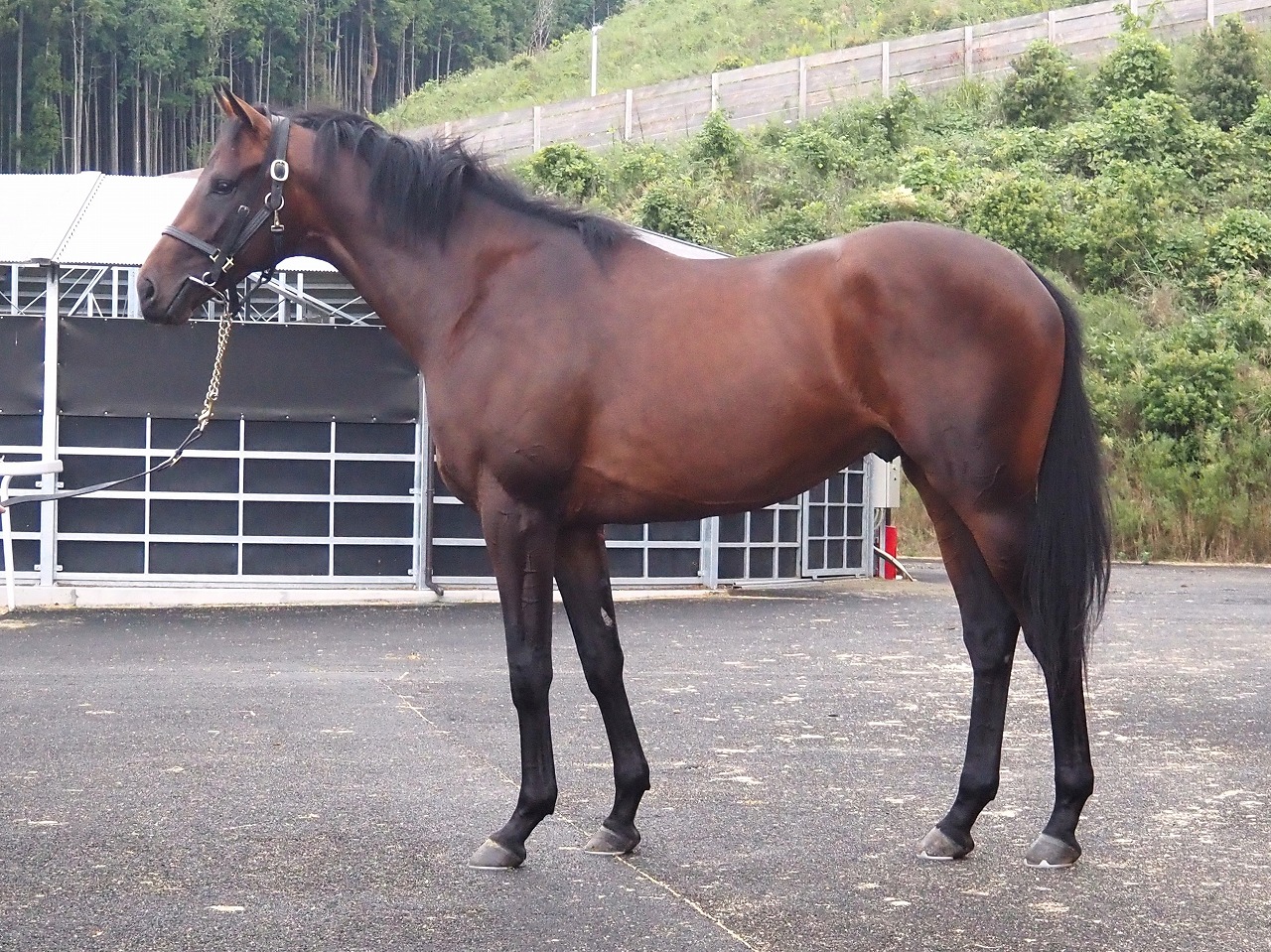 画像サムネイル