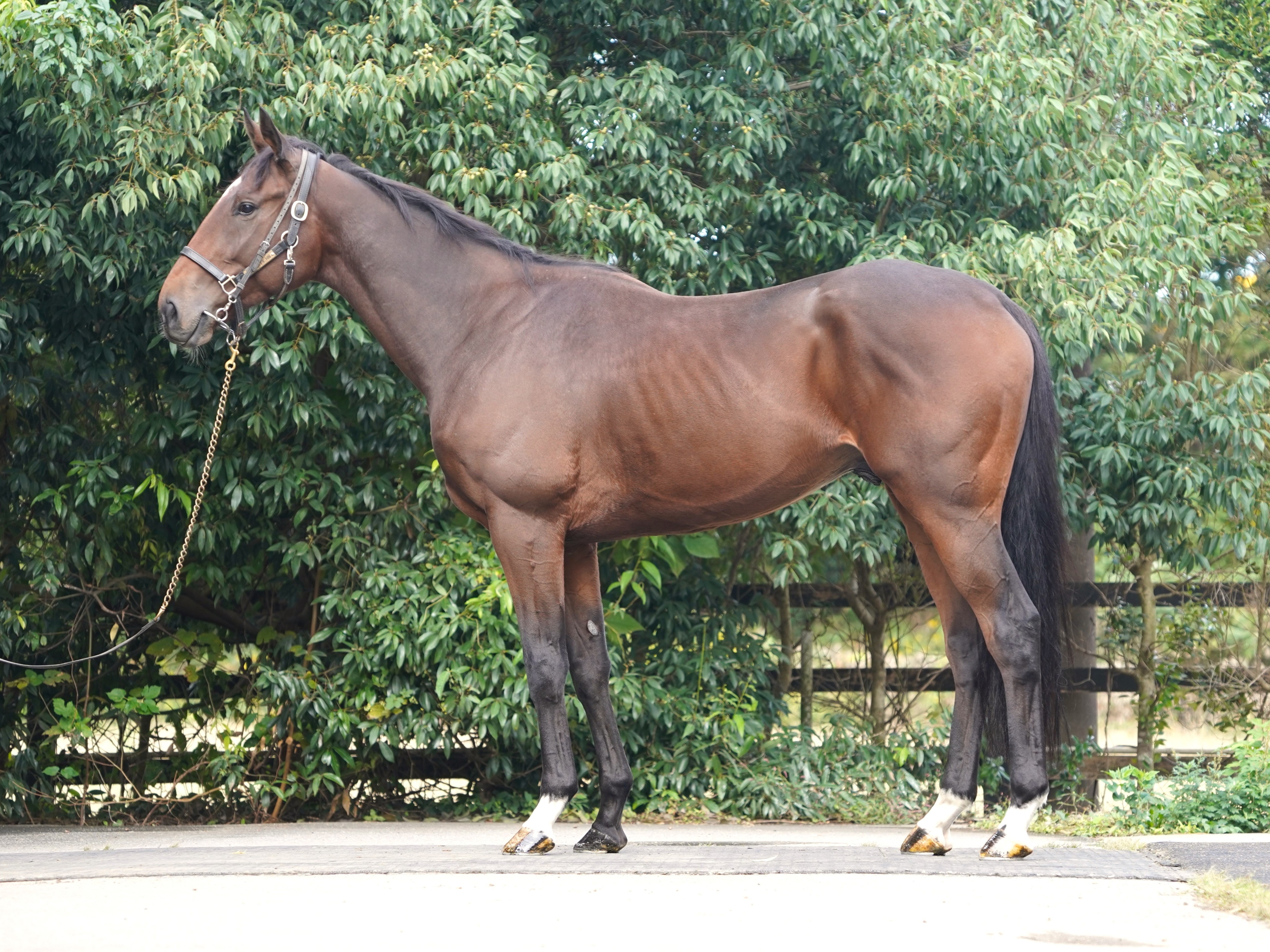 画像サムネイル