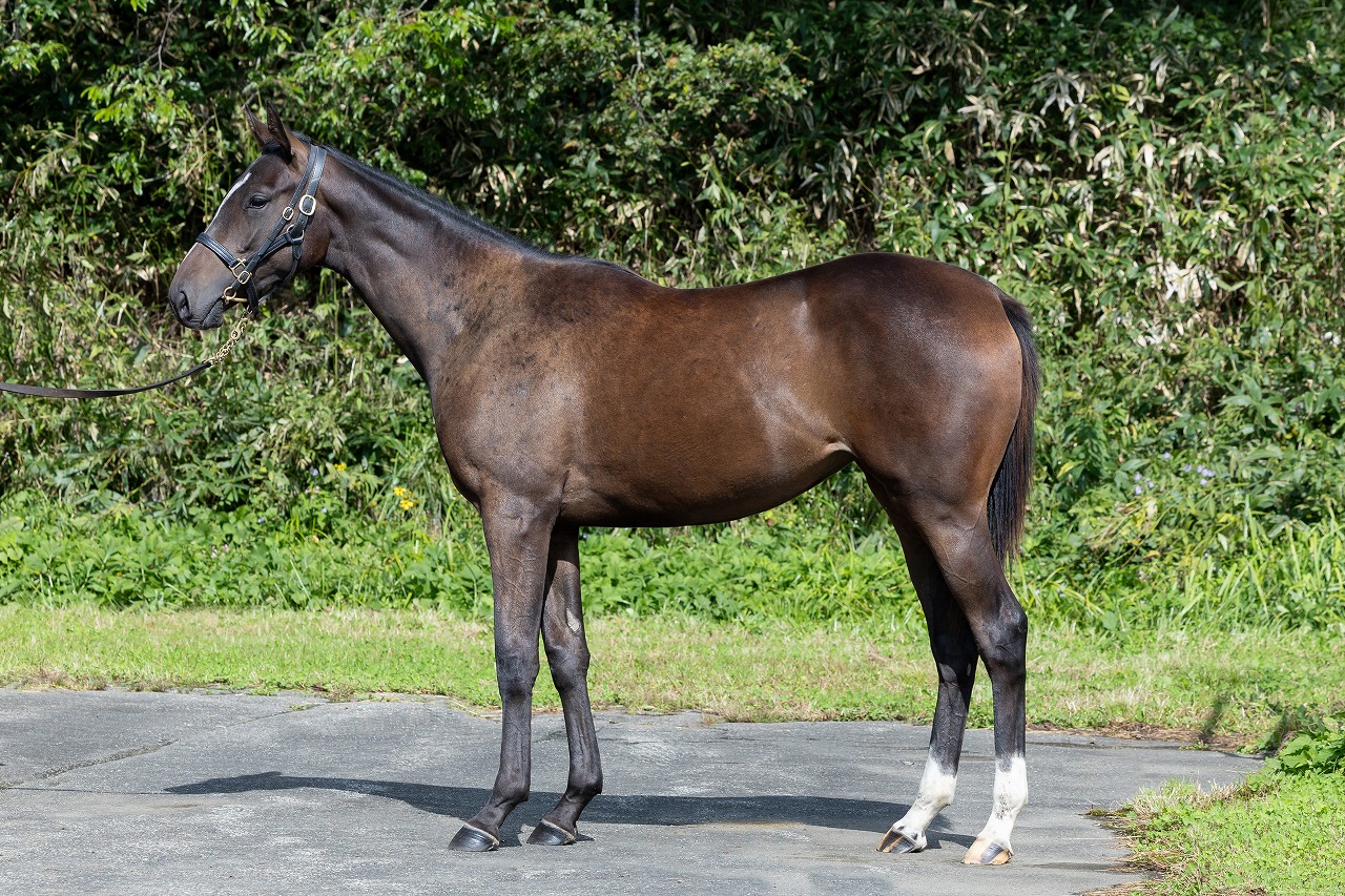 画像サムネイル