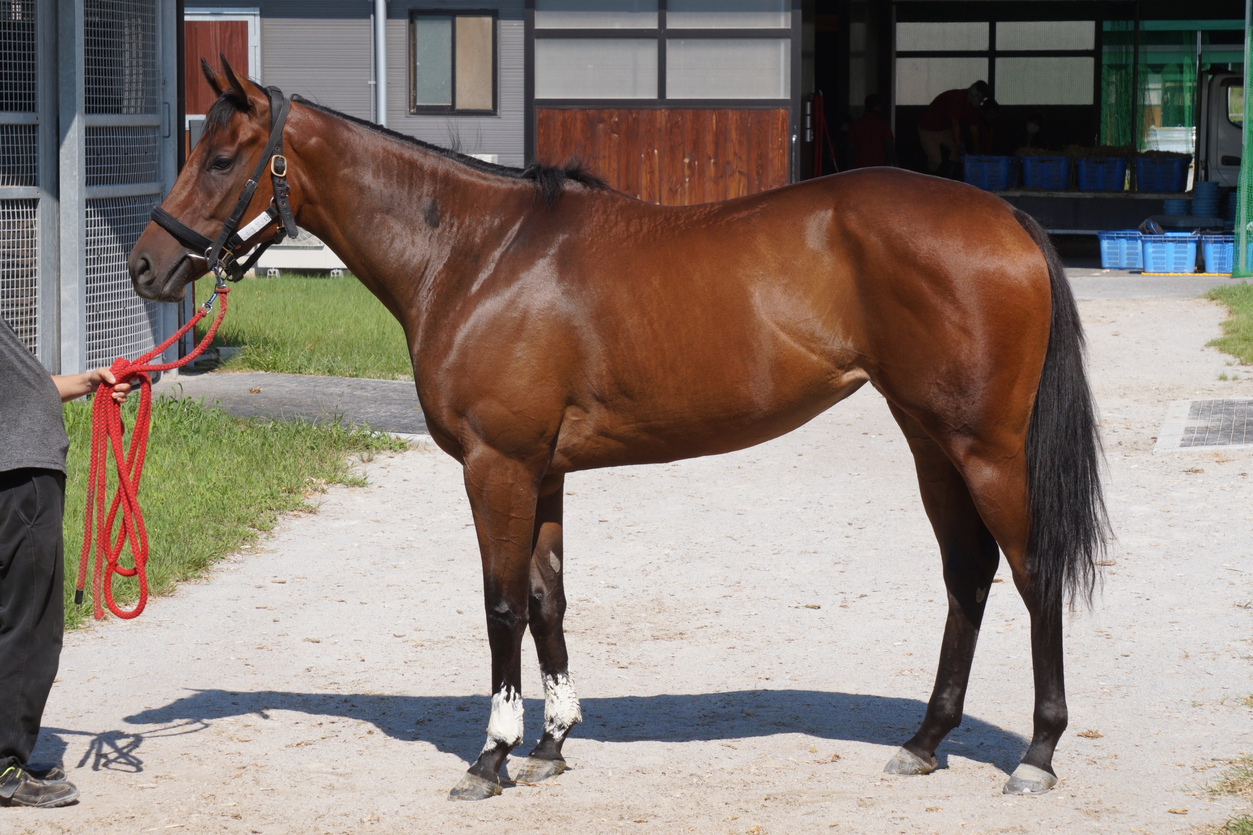 画像サムネイル