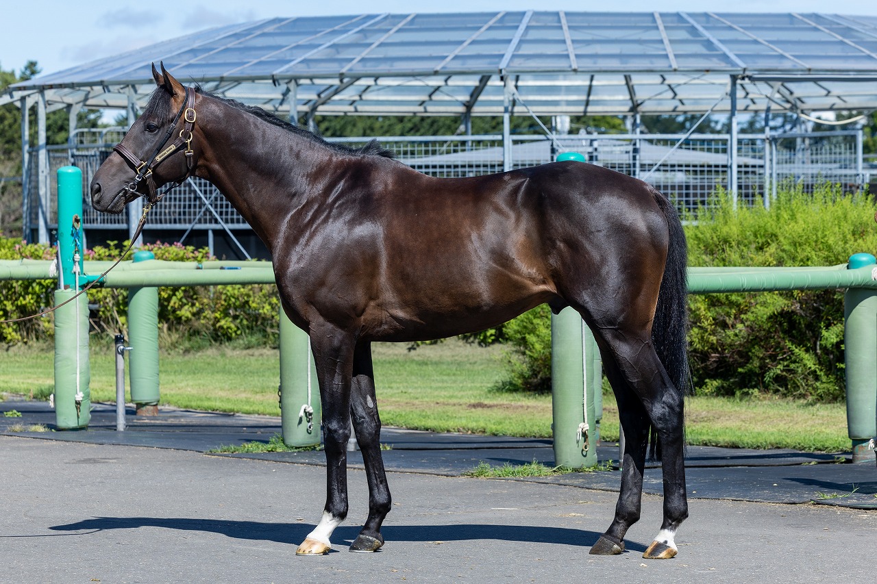 画像サムネイル