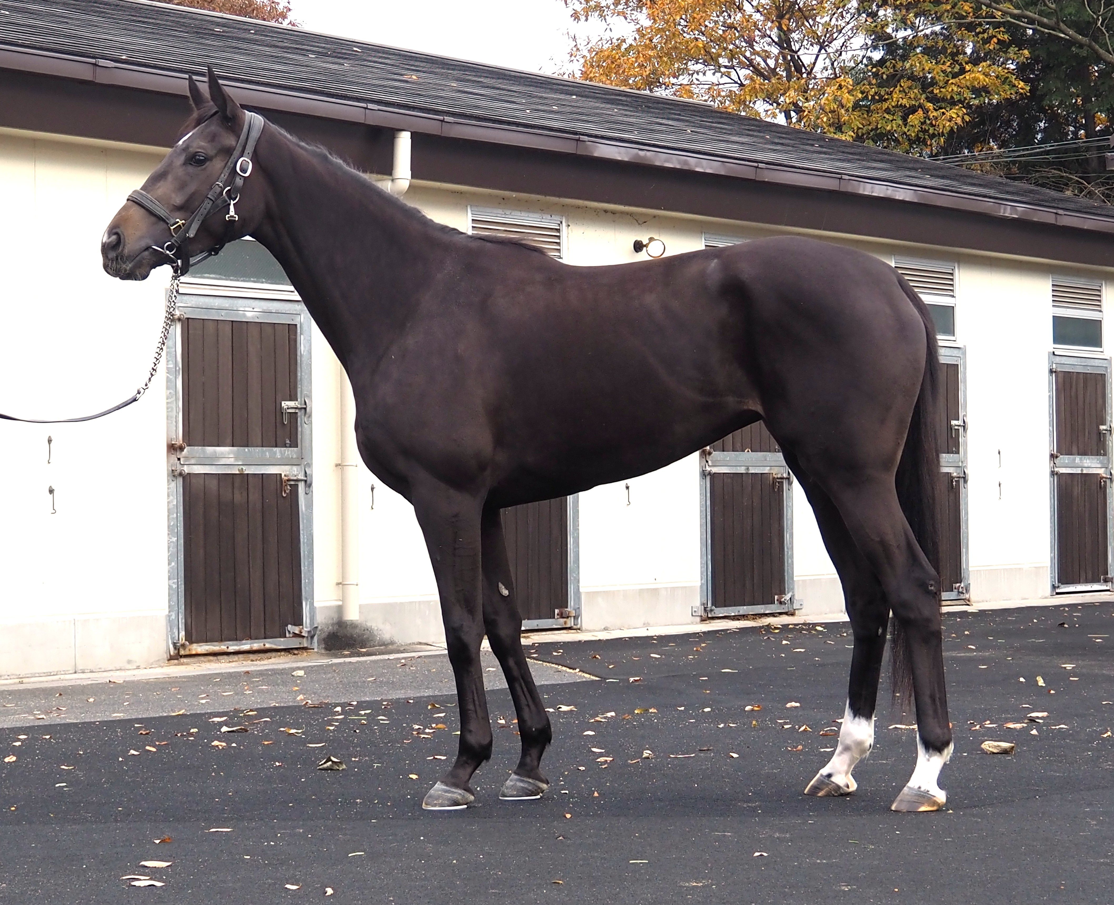 画像サムネイル