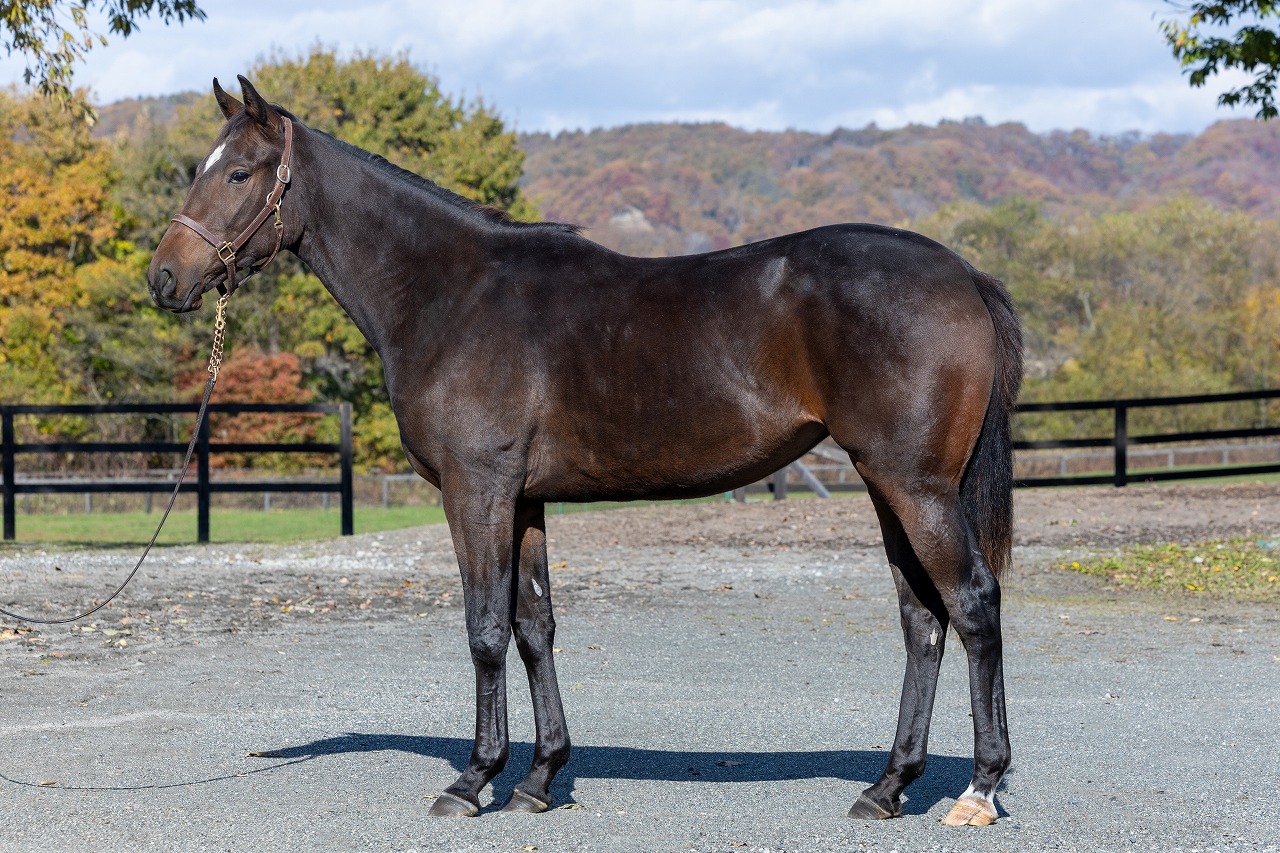 画像サムネイル