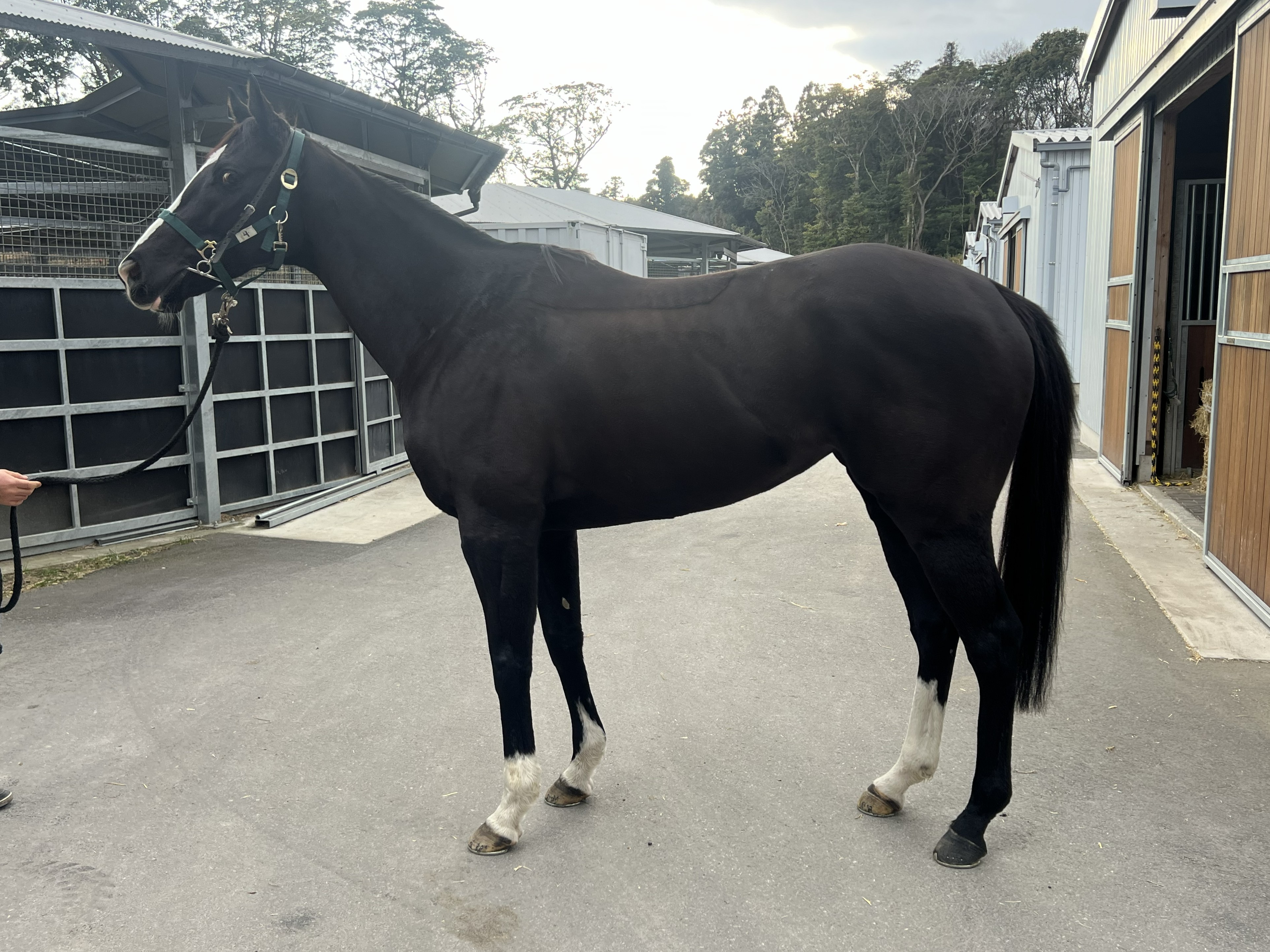 画像サムネイル